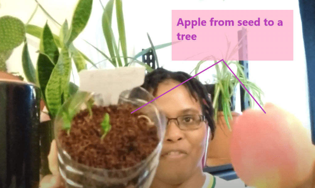 How to Grow an Apple Tree From Seed